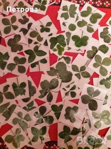 Четирилистни детелини, снимка 5 - Други - 21881277