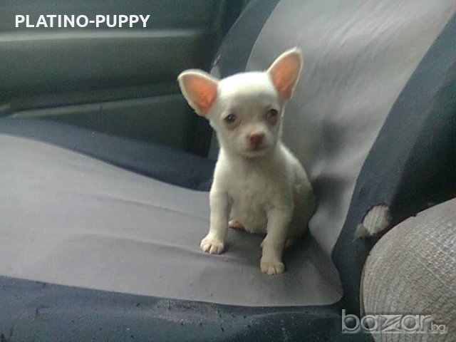 Мини чихуахуа, снимка 5 - Чихуахуа - 18563223