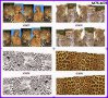 леопард лгепард шарки 4 в 1 татос ваденки водни стикери за нокти маникюр, снимка 1 - Продукти за маникюр - 16869978