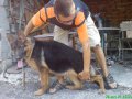 Развъдник за Немско Овчарско Куче, снимка 18