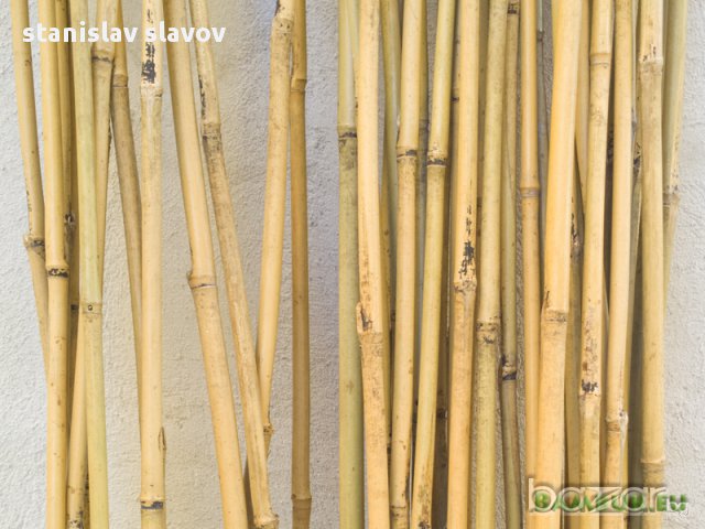 Бамбукови пръчки - колчета градински или декорация - 180 см, снимка 2 - Градински цветя и растения - 12904190