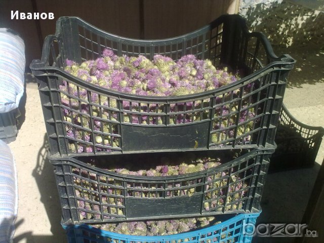 Магарешки бодил -бял трън - билки невен, снимка 11 - Домашни продукти - 12313431