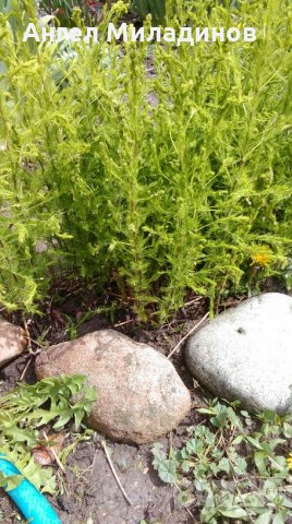 декоративен храст, прилича на Аспарагус, снимка 4 - Градински цветя и растения - 25032002