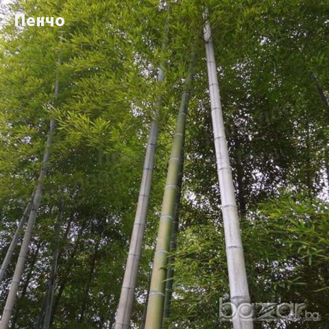 Семена от бамбук Moso-Bamboo Seeds Garden Plants 15 лв. за 100 броя семена, снимка 6 - Сортови семена и луковици - 14014925