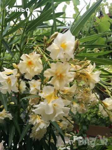 Продавам зокум олеандър, снимка 4 - Градински цветя и растения - 24499326