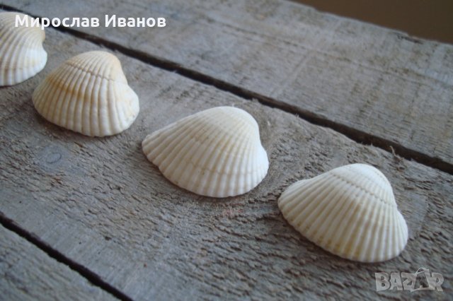 бели миди от остров Наксос, снимка 2 - Декорация за дома - 22883420