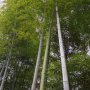 Семена от бамбук Moso-Bamboo Seeds Garden Plants 15 лв. за 100 броя семена, снимка 6