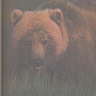 Медведи и другие хищные звери.  О. Тэннер, снимка 2 - Художествена литература - 12576408