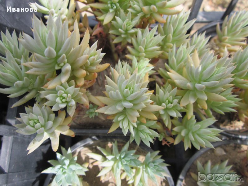 седум 3, снимка 1