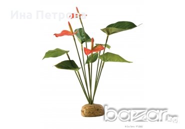 Декоративно растение за терариум