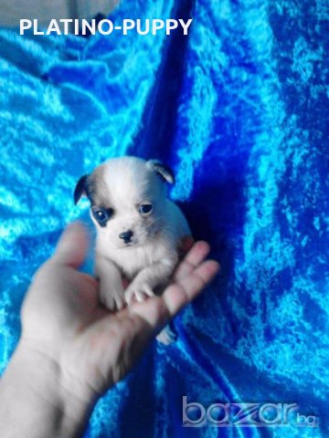 Мини чихуахуа, снимка 6 - Чихуахуа - 18563223