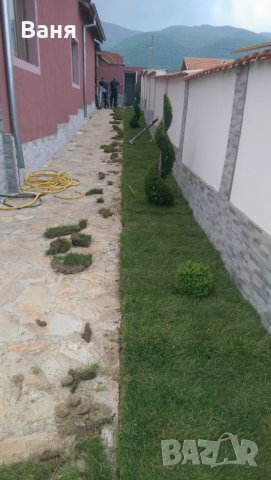 Тревен чим, снимка 2 - Градински цветя и растения - 16143388