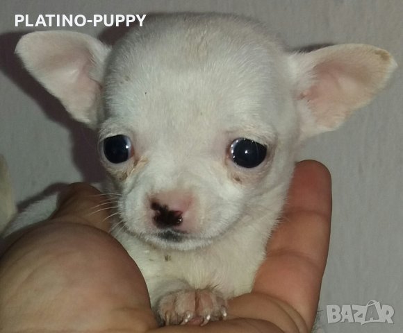 Чихуахуа в наличност, снимка 2 - Чихуахуа - 24389414