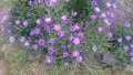 продавам  цветя Астра алпийска - разсад за ранно пролетно засаждане, снимка 4