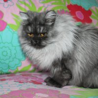Сребърна чинчила  /  Persian cat, снимка 10 - Персийска - 18951274