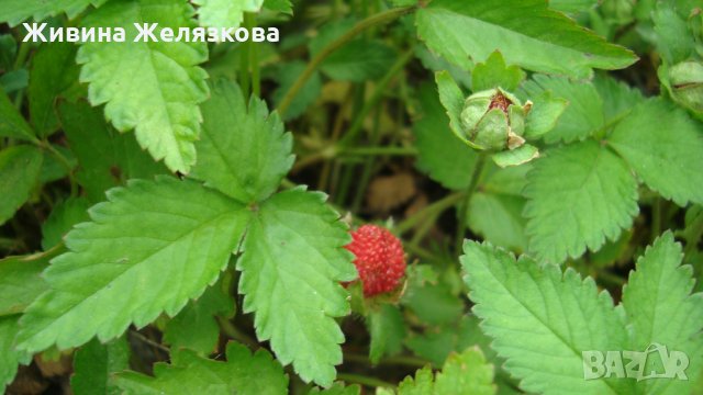 Декоративна индийска ягода (Duchesnea indica), снимка 3 - Градински цветя и растения - 25336635