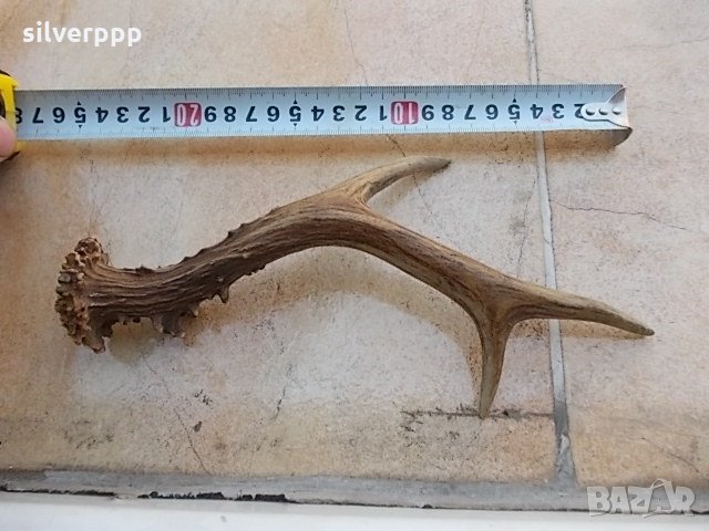 Рогче - 3 , снимка 2 - Антикварни и старинни предмети - 21640988