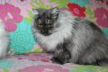 Сребърна чинчила  /  Persian cat, снимка 10