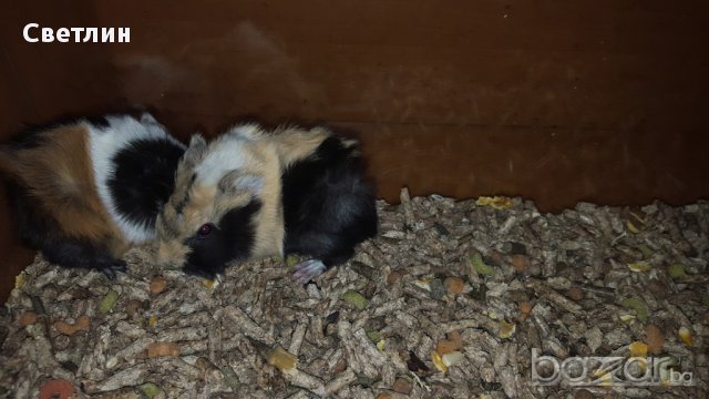 морски свинчета, снимка 5 - Други животни - 12973727