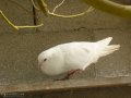 Красиви снежно бели гълъби за сватби, тържества, помени и др., снимка 5