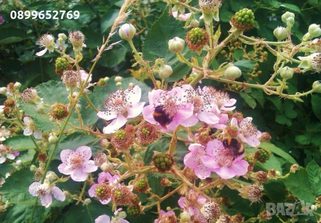 Сладка къпина(Лох мери) , снимка 1