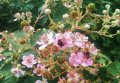 Сладка къпина(Лох мери) , снимка 1 - Градински цветя и растения - 24796911