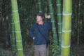 Семена от бамбук Moso-Bamboo Seeds Garden Plants 15 лв. за 100 броя семена, снимка 7