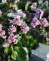 Bergenia 'Baby dall', снимка 1 - Градински цветя и растения - 21977108