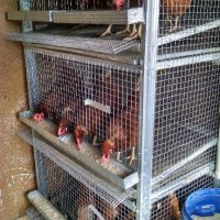 Оборудвани клетки за пъдпъдъци и кокошки, снимка 12 - Кокошки и пуйки - 18150061