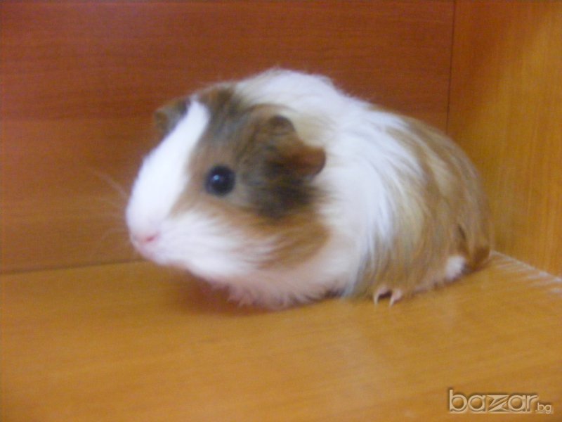 Продавам малки морски свинчета, снимка 1