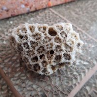 екзотични корали / различни видове/, снимка 4 - Рибки - 18675290