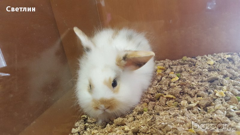 Продавам мини зайче, снимка 1