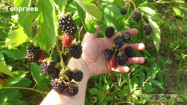 Супер едри, питомни къпини без бодли, снимка 4 - Стайни растения - 11542692