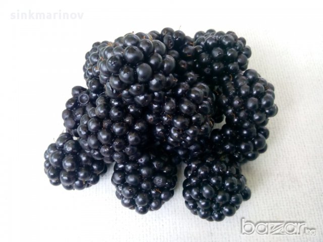 Къпина без бодли, снимка 3 - Градински цветя и растения - 10111872