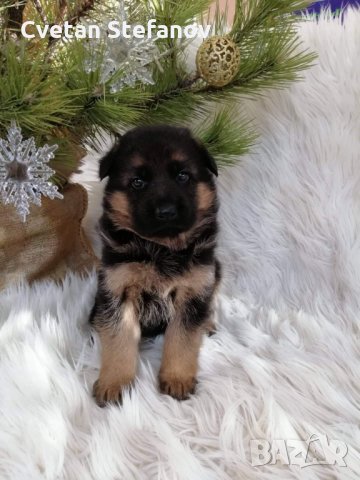 Развъдник за чистокръвни немски овчарки, снимка 9 - Немска овчарка - 15004158