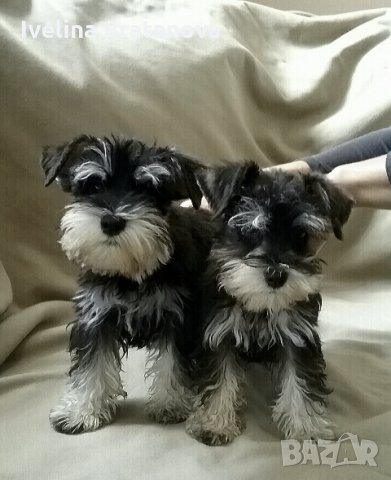 Шнауцери-Цверг,Мител и Ризен.