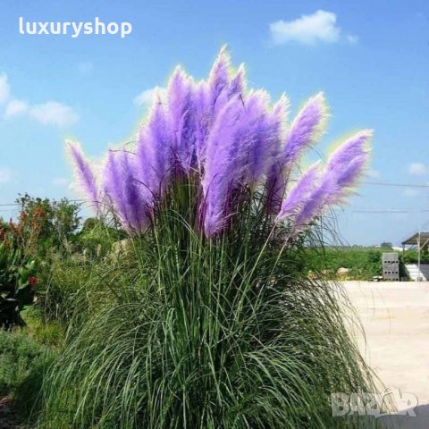 Pack семена Трева Cortaderia пера, папратова трева, папур, снимка 7 - Градински цветя и растения - 24818948