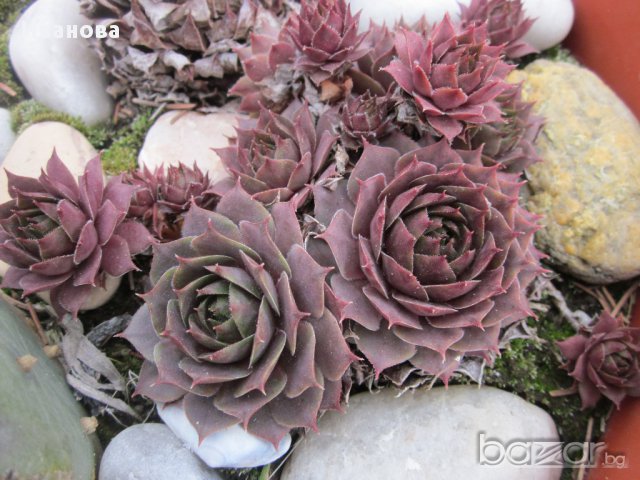 Семпервивум 1, снимка 3 - Градински цветя и растения - 13933357