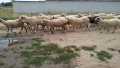Овце и кочове, снимка 3