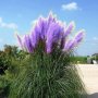 Pack семена Трева Cortaderia пера, папратова трева, папур, снимка 7