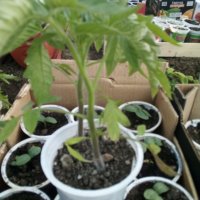 Предлагам разсад стари български сортове домати, снимка 1 - Сортови семена и луковици - 24154757