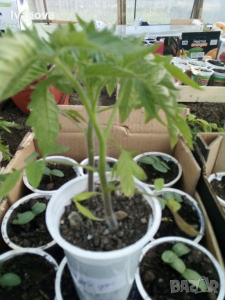 Предлагам разсад стари български сортове домати, снимка 1