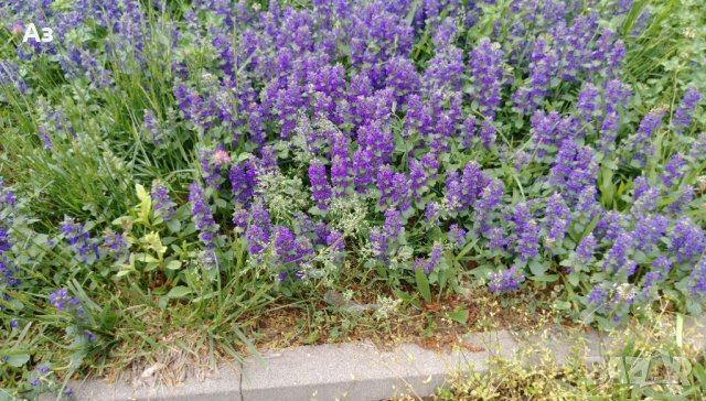 Продавам цветя за бордюр - 4 вида, снимка 9 - Сортови семена и луковици - 21696387