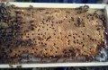 Пчелни пластмасови основи с килийки 4,9 мм., снимка 3