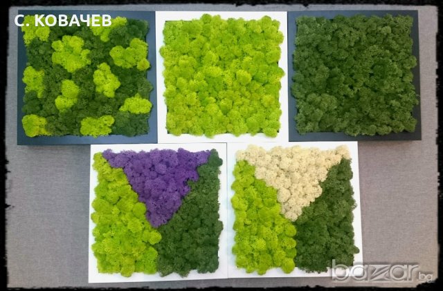 Уникални, модерни,свежи живи картини от естествен мъх.Градина в дома, снимка 3 - Декорация за дома - 19336040