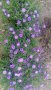 продавам  цветя Астра алпийска - разсад за ранно пролетно засаждане, снимка 3