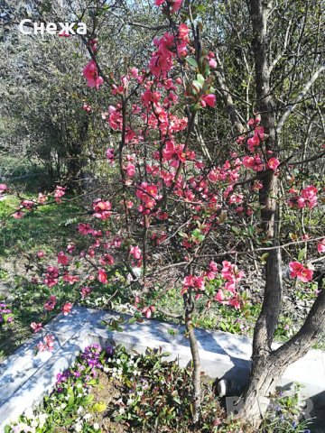 Продавам чемшири, божур, нарциси, зюмбюли. , снимка 4 - Градински цветя и растения - 24952226