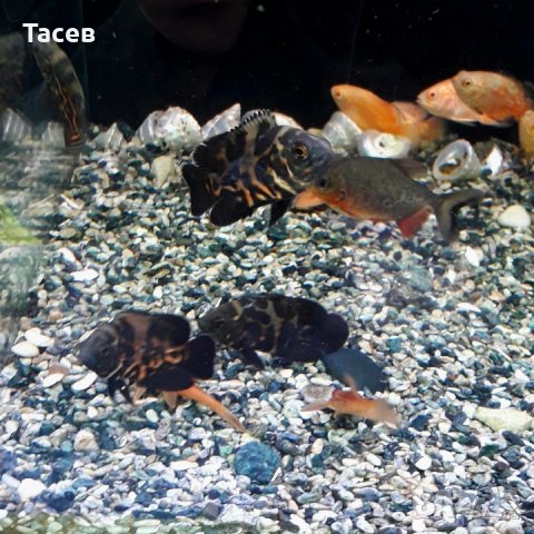 Астронатус 5- 6см