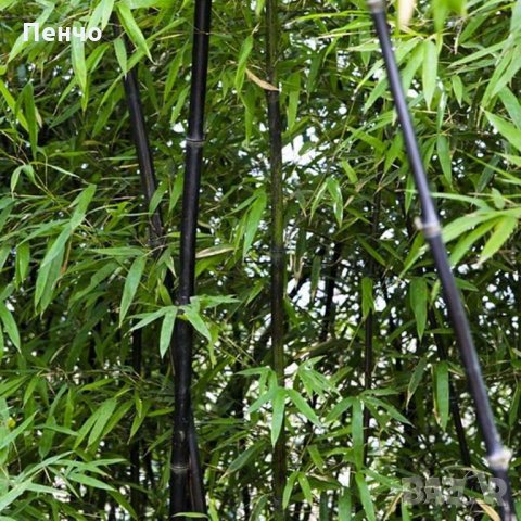 100 броя бамбукови семена от Декоративен бамбук Moso Bamboo лилав зелен цветен , снимка 9 - Сортови семена и луковици - 23954889