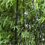100 броя бамбукови семена от Декоративен бамбук Moso Bamboo лилав зелен цветен , снимка 9